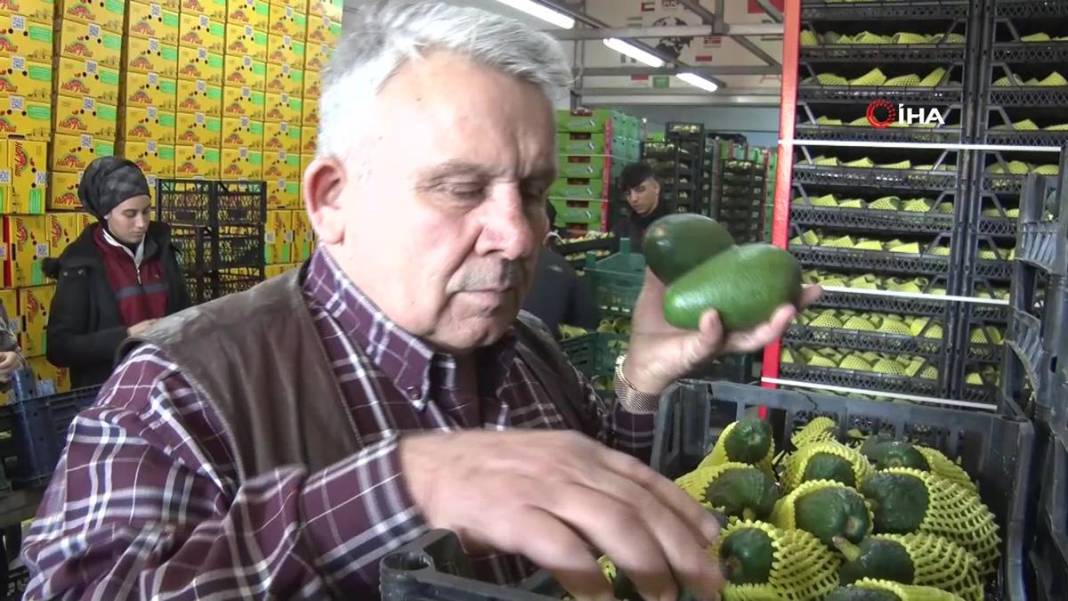 Talebe yetişemiyorlar, adeta yok satıyor! O ilimizde yerli tropikal meyve hasadı başladı 15